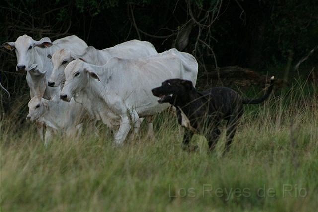 Februar 2013 025.JPG - Schwingt die Keulen Mädels....